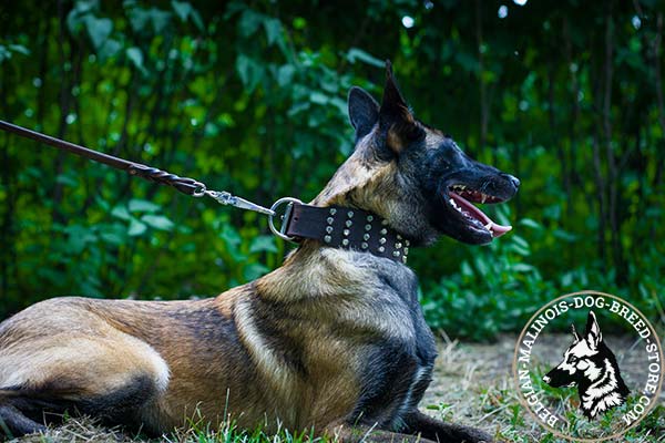 Belgian Malinois brown leather collar wide with cones placed in row for better comfort