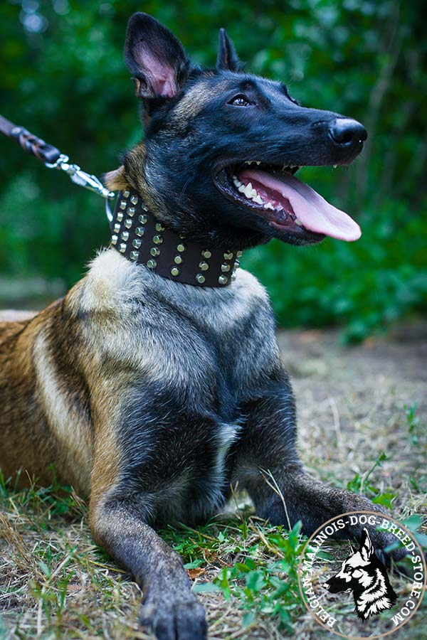 Belgian Malinois brown leather collar wide with handset decoration for daily walks