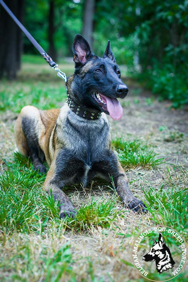 Belgian Malinois brown leather collar extra wide with nickel plated fittings for daily activity