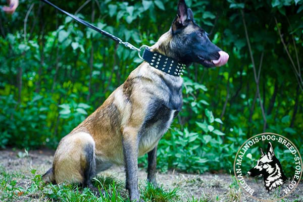 Belgian Malinois black leather collar extra wide with nickel plated hardware for quality control