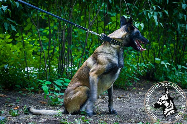 Belgian Malinois black leather collar of genuine materials adorned with cones for daily activity