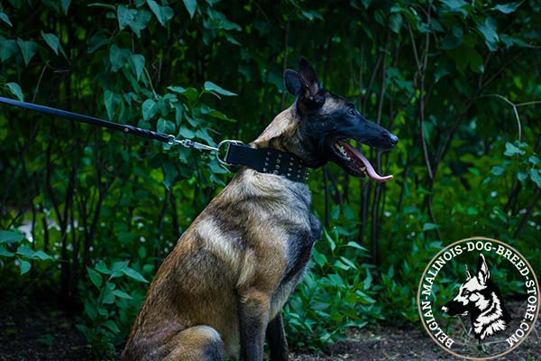 Belgian Malinois brown leather collar wide with nickel plated fittings for better comfort