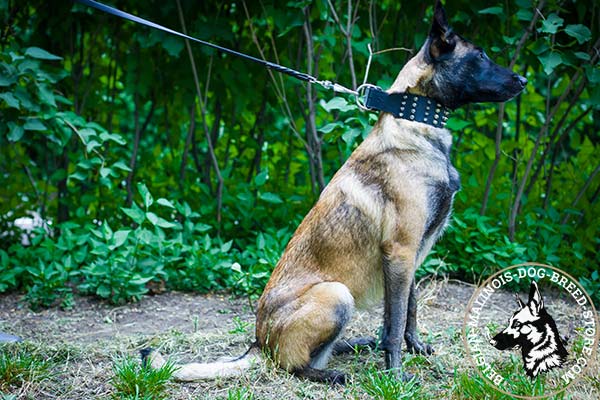 Belgian Malinois leather collar wide with nickel plated fittings for better comfort