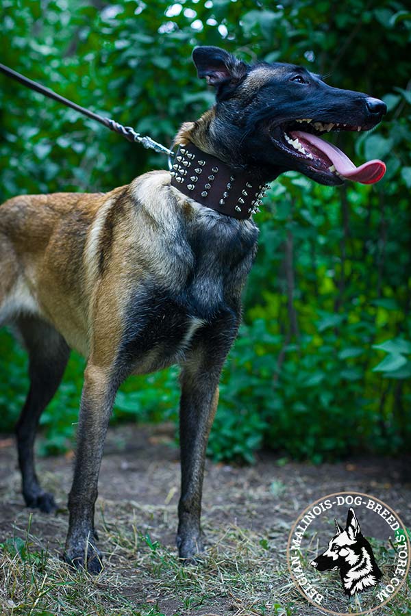 Belgian Malinois brown leather collar extra wide with spikes set in row for perfect control