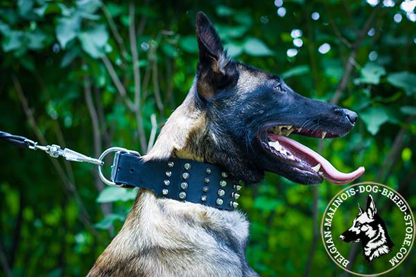 Belgian Malinois black leather collar extra wide with traditional buckle for utmost comfort