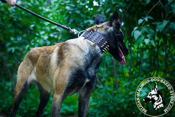 Belgian Malinois brown leather collar adjustable  adorned with spikes for professional use