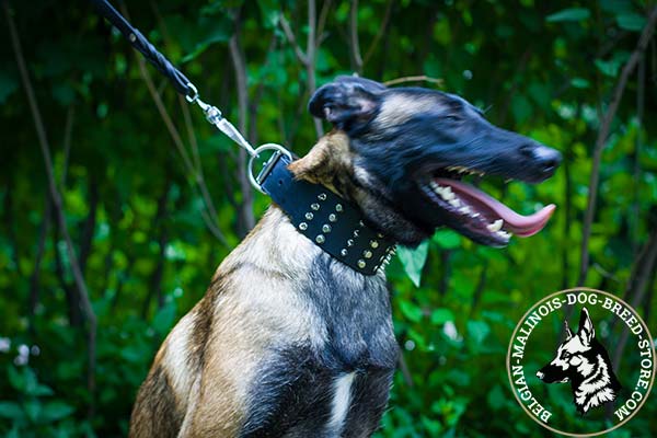 Belgian Malinois black leather collar extra wide with handset decoration for utmost comfort