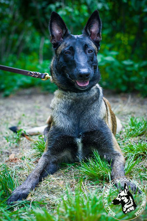 Belgian Malinois brown leather collar of genuine materials with cones placed in row for stylish walks