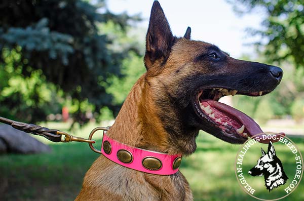 Belgian Malinois pink leather collar adjustable  with plates for stylish walks