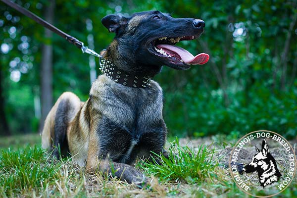 Belgian Malinois leather collar of genuine materials decorated with spikes for stylish walks