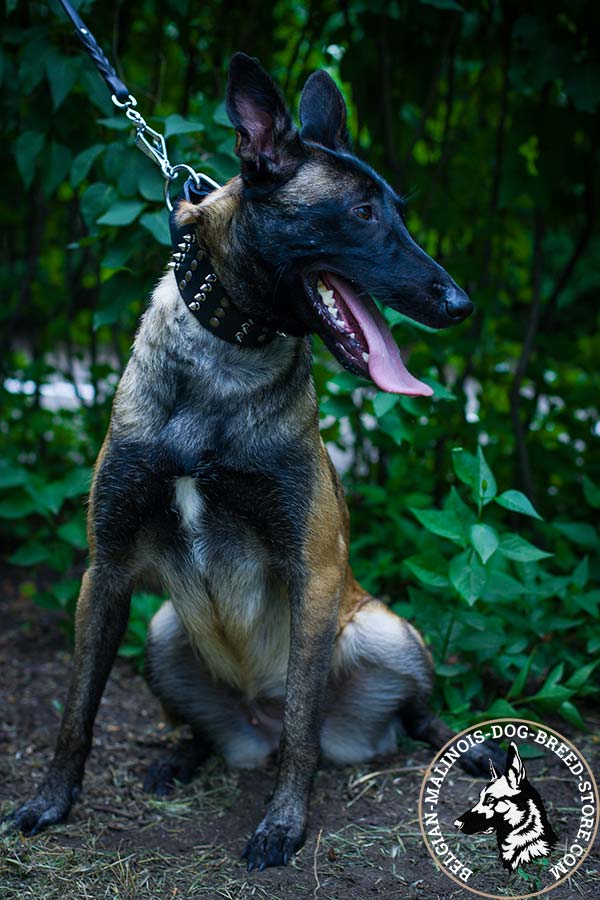 Belgian Malinois brown leather collar wide decorated with half-balls and spikes for any activity