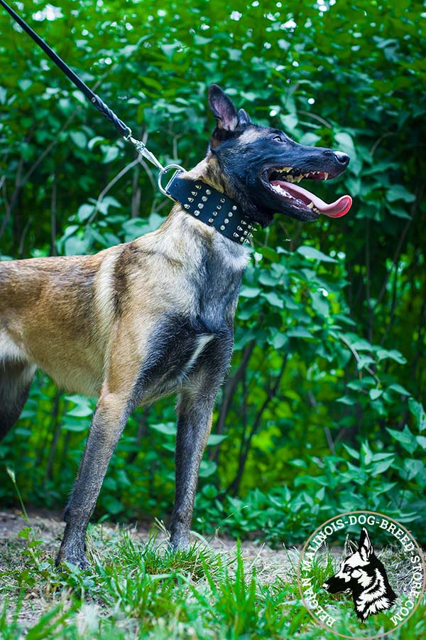 Belgian Malinois leather collar wide with riveted hardware for improved control