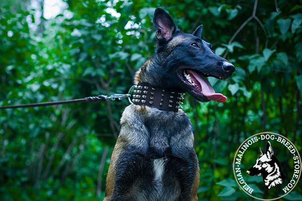 Belgian Malinois brown leather collar of genuine materials with spikes for quality control