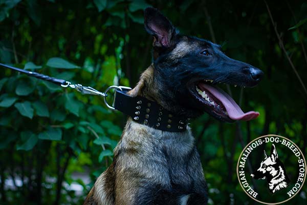 Belgian Malinois brown leather collar wide with riveted fittings   for daily walks