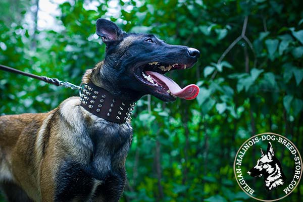 Belgian Malinois brown leather collar wide decorated with spikes for basic training