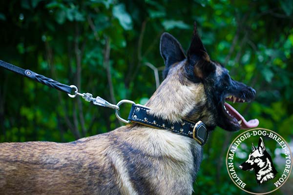 Belgian Malinois black leather collar of classy design adorned with spikes for stylish walks