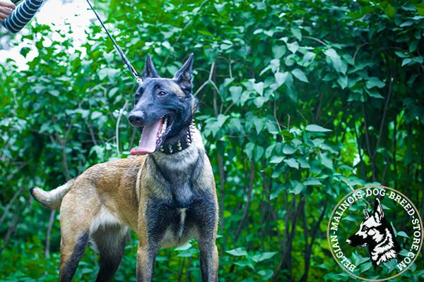 Belgian Malinois leather collar wide with riveted fittings   for improved control