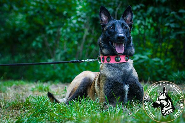 Belgian Malinois pink leather collar for snug fit adorned with plates for walking