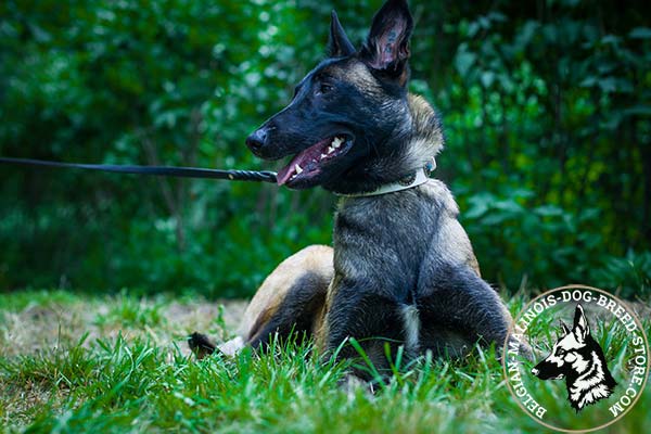 Belgian Malinois white leather collar for snug fit adorned with plates for walking