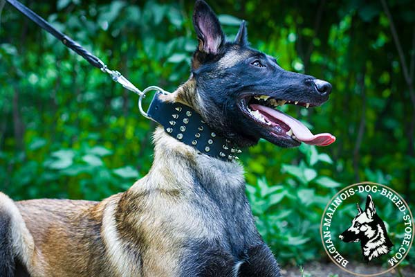 Belgian Malinois leather collar wide with d-ring for leash attachment for better comfort