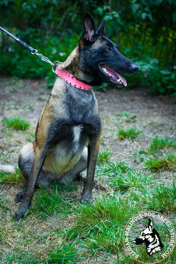 Belgian Malinois pink leather collar of genuine materials with handset spikes for basic training