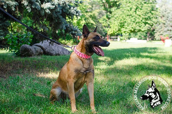 Belgian Malinois pink leather collar of high quality with handset adornment for daily activity