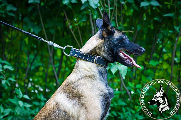 Belgian Malinois black leather collar Nappa padded with handset decoration for daily activity