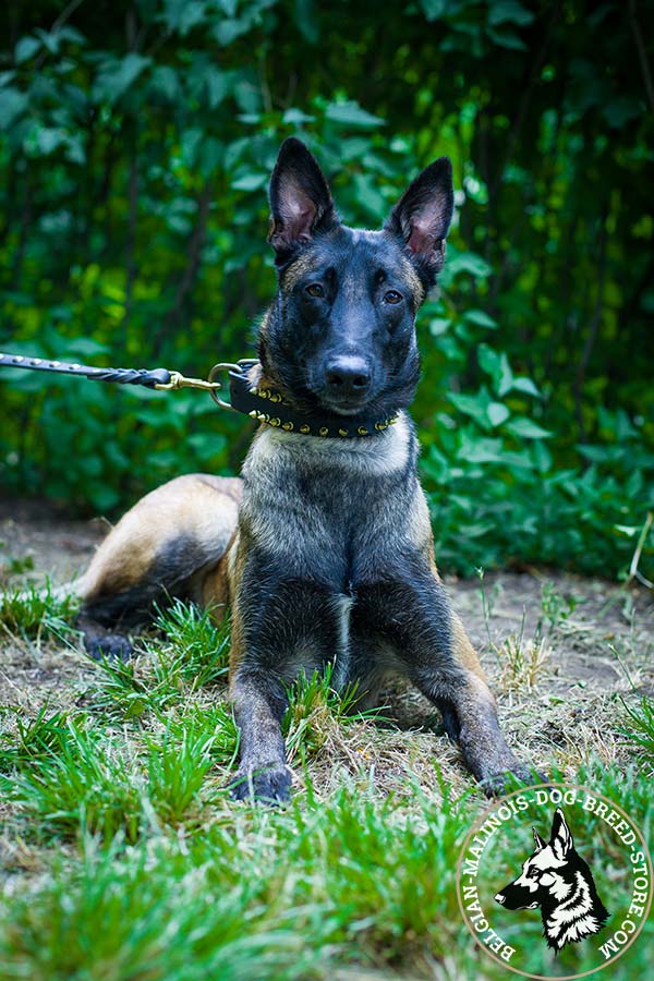 Belgian Malinois black leather collar easy-to-adjust decorated with spikes for quality control