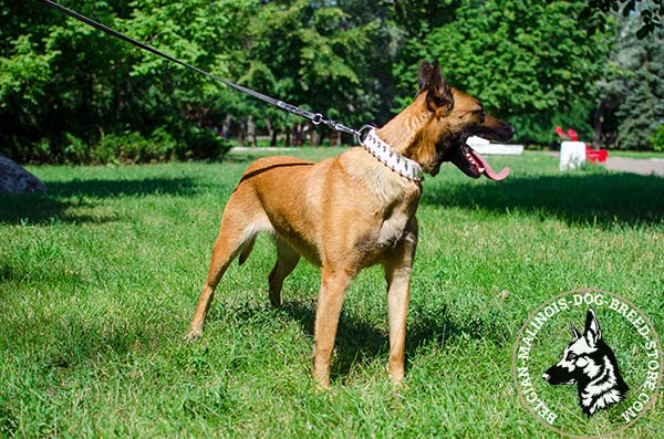Belgian Malinois white leather collar easy-to-adjust decorated with spikes for quality control
