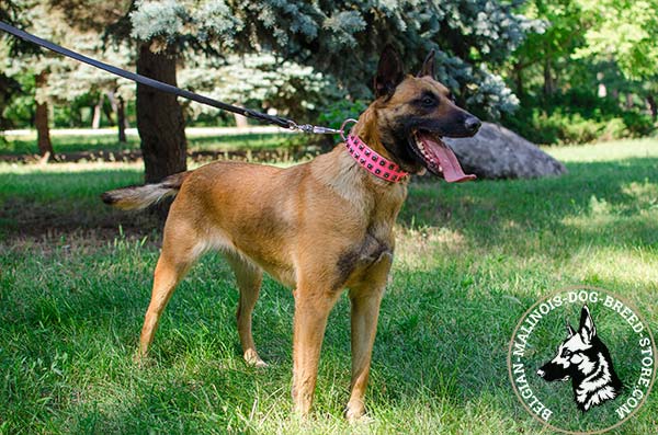Belgian Malinois pink leather collar of classy design with studs for daily walks