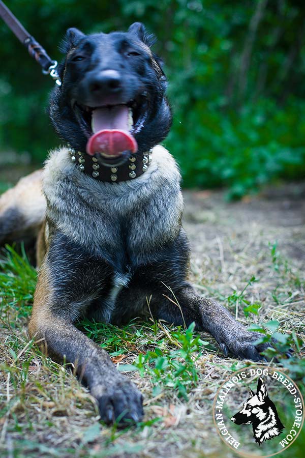 Belgian Malinois brown leather collar extra wide with handset adornment for walking in style