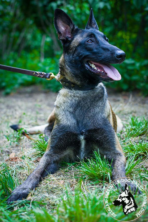 Belgian Malinois brown leather collar of high quality decorated with cones for daily walks