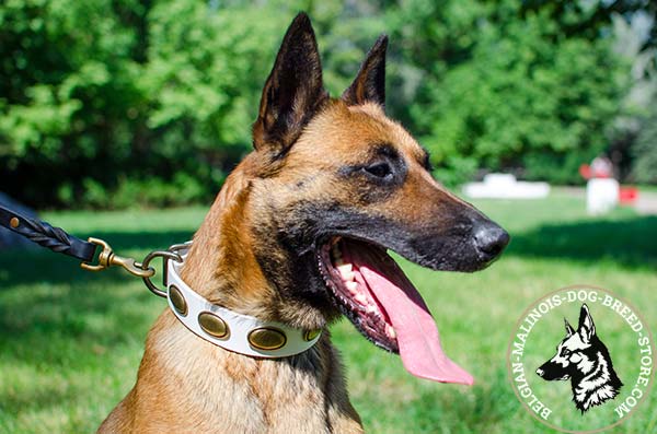 Belgian Malinois white leather collar of high quality decorated with plates for daily walks