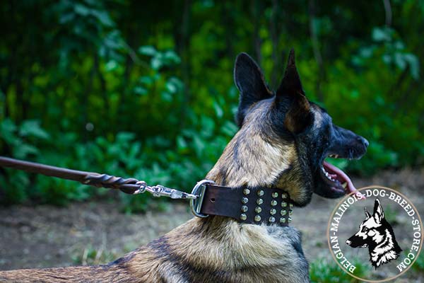 Belgian Malinois brown leather collar extra wide with riveted cones for safe walking