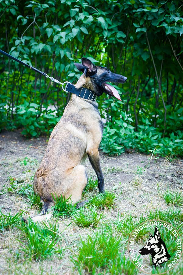 Belgian Malinois black leather collar extra wide adorned with spikes and studs  for quality control