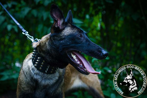 Belgian Malinois brown leather collar extra wide adorned with half-balls and spikes for daily activity