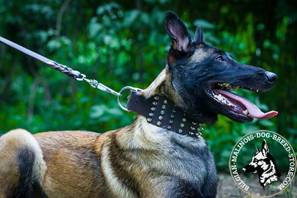 Belgian Malinois brown leather collar wide decorated with spikes and studs  for daily walks