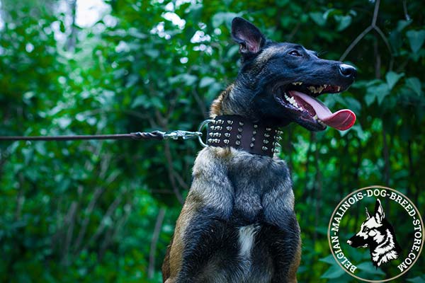 Belgian Malinois brown leather collar of high quality spiked for improved control