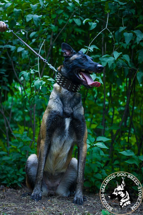 Belgian Malinois brown leather collar easy-to-adjust with spikes placed in row for better comfort