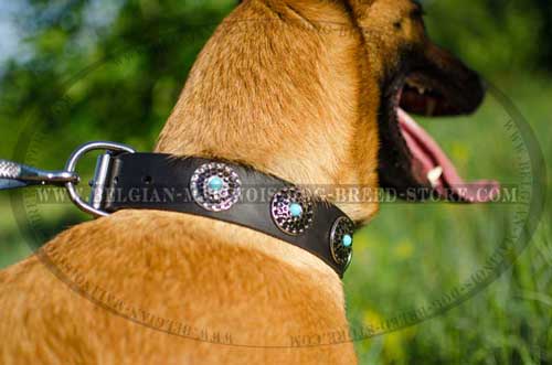 Belgian Malinois Leather Collar with Circles 