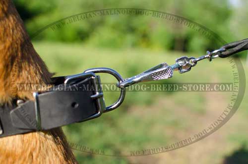 Belgian Malinois Leather Collar with Nickel Hardware