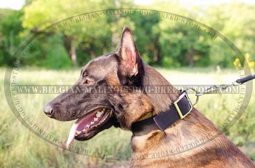 Nylon Collar with Name Tag for Belgian Malinois