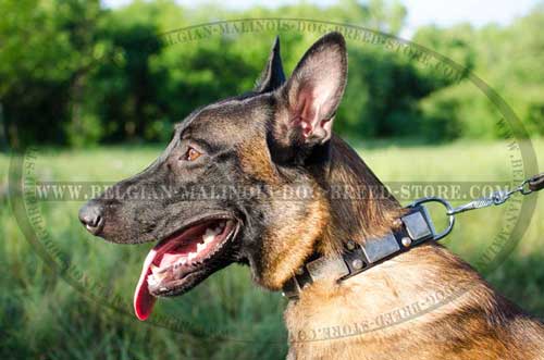 Malinois Leather Collar With Fancy Design