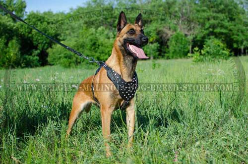 Magnificent Malinois Leather Harness