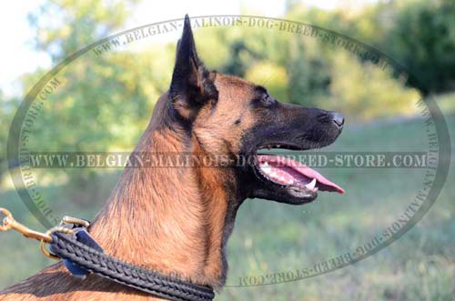 Easy Walking Belgian Malinois Leather Collar