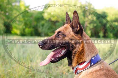 Elegant Exclusively Decorated Malinois Leather Collar