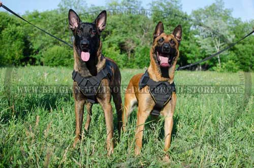 Adjustable Malinois Nylon Harness