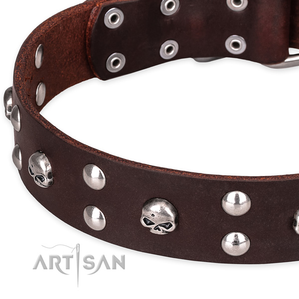 Daily leather dog collar with extraordinary studs