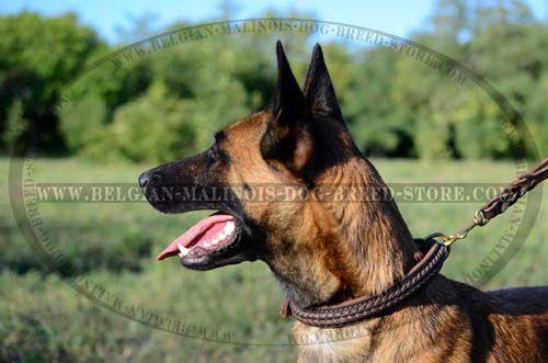 Superb Malinois Leather Collar