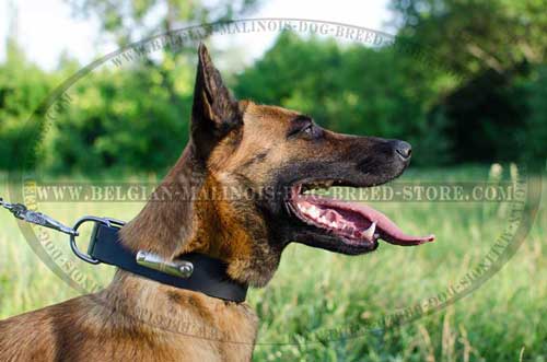 Practical Belgian Malinois Leather Collar